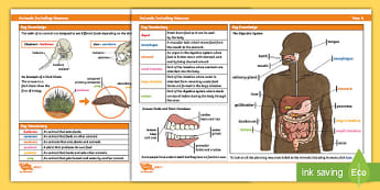 Year 4 Science Knowledge Organiser: Animals Including Humans