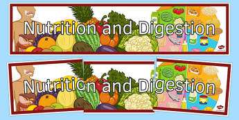 Nutrition And Digestion | KS3 Biology | Science | Beyond