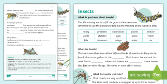 Class 3 Science Insects Insects Biology • Twinkl.ca