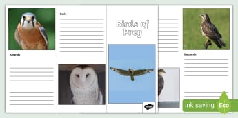 Birds of Prey - Twinkl Homework Help - Twinkl