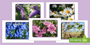 Name a variety of common wild and garden plants - 2014 Curriculum