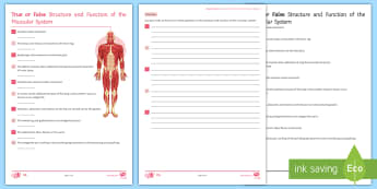 Structure and Function of the Muscular System Physical Factors