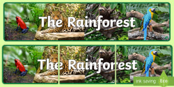 Rainforest Resources | KS2 Primary - Twinkl