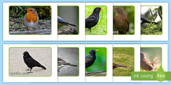 Birds Life Processes & Living Things - pics and Themes - Early