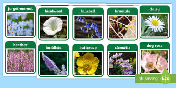 KS1 Plants | Wild Plants KS1 | Primary Biology - Twinkl