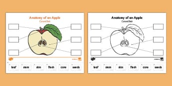 printable pre k science worksheets twinkl