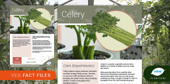 Garden Veg Fact File: Celery, Plantcare, growing vegetables