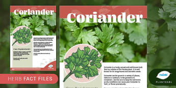 Herbs Fact File: Coriander, Plants, Plantcare, Outdoor