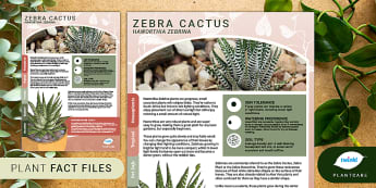Houseplant Fact File: Zebra Cactus, Haworthia Zebrina