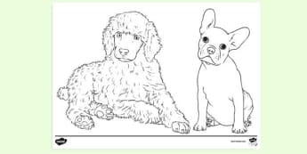 10 000 Top Puppy Colouring In Teaching Resources