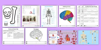 Biology Lesson Pack • Twinkl.com.au