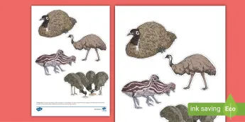Emus for Kids | twinkl.co.uk