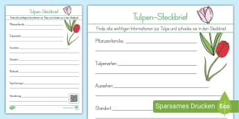 Arbeitsblatt I Tulpen-Steckbrief I Grundschule