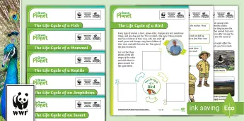 David Attenborough Activities | twinkl.co.uk