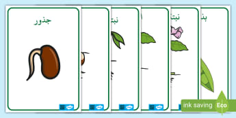 ملصقات لشرح دورة حياة النبات | دورة حياة نبتة الفول