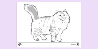 Ginger Cat Colouring Colouring Sheets Teacher Made