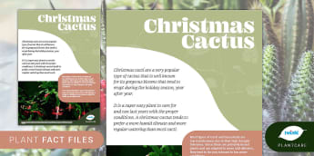 Succulents and Cacti: Christmas Cactus