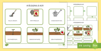 开花植物的生长周期