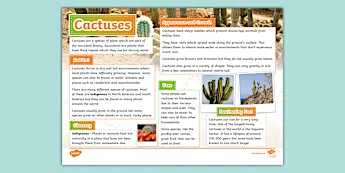 Cactus Posters | twinkl.co.uk