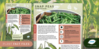 Garden Plant Fact File: Snap Peas, Fruit and Veg, Spring