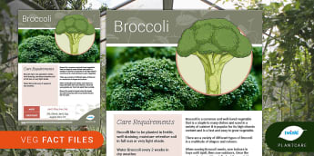 Garden Veg Fact File: Broccoli, Plantcare, growing vegetable