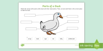 Duck Life Cycle Sequence Cards by Teach Simple