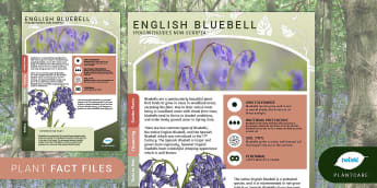 Garden Plant Fact File: English Bluebells, Spring, Plants