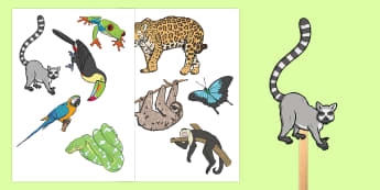 Jungle and Rainforest Activities KS1 | Primary Resources