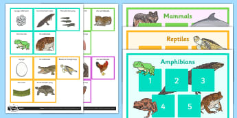 groups animal game classification things living resources animals variation ks2 twinkl science