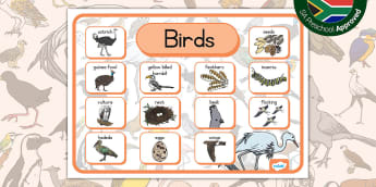 Preschool: Birds - Communication Mat