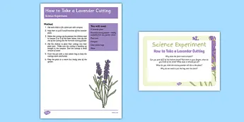 Science Prompt Card Pack • Twinkl.com.au