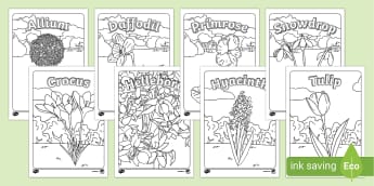Plants and Flowers Colouring Pages - Twinkl