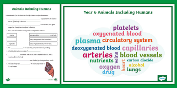 Animals Including Humans Displays | twinkl.ca