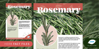 Herbs Fact File: Rosemary, Plantcare, Outdoor, Indoor