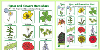 Name a variety of common wild and garden plants - 2014 Curriculum