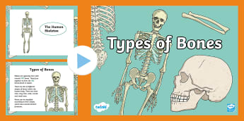 Irregular Bones: Function, Facts, and More! Teaching Wiki