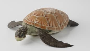 3D Model: Reptiles - Sea Turtle