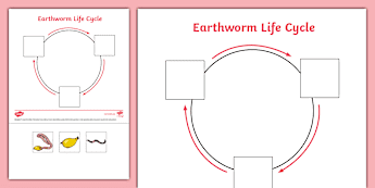 Earthworms Biology | twinkl.co.uk