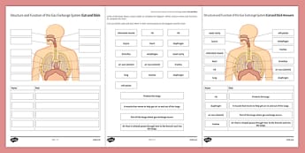 KS3 Gas Exchange Systems Teaching Resources