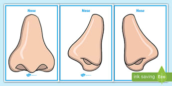 parts of the nose for grade 3
