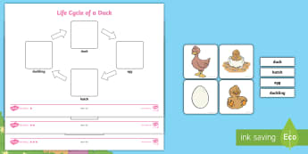 Ks1 Duck Life Cycle