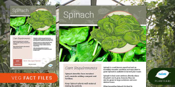 Garden Veg Fact File: Spinach, Plantcare, growing vegetables