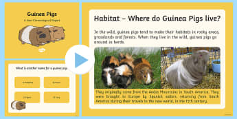 Information Report on Guinea Pigs PowerPoint - information report, non-fiction text, reports, report writing, locating information, year 2, year 3,