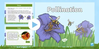 Pollination Resources | twinkl.co.uk