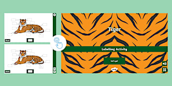 Tiger Interactive Labelling Activity - Twinkl