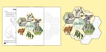 Koala Educational Resources | twinkl.com.au