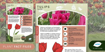 Garden Plant Fact File: Tulips, Spring Flowers, Plants