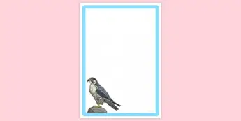 Falcon Activities | twinkl.co.uk