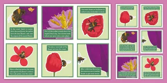 Pollination Resources | twinkl.co.uk