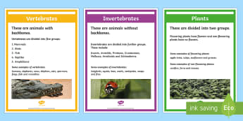 Classification of Animals & Other Living Things - KS2 Science